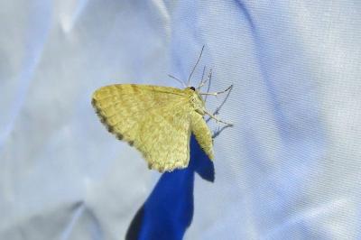 <i>Euchoeca nebulata</i>
