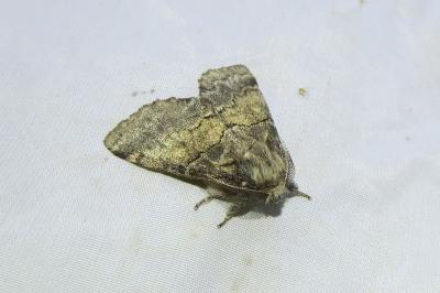 <i>Gluphisia crenata</i>