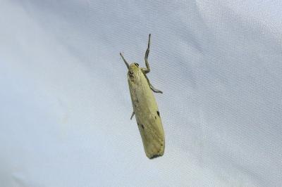 <i>Pelosia muscerda</i>