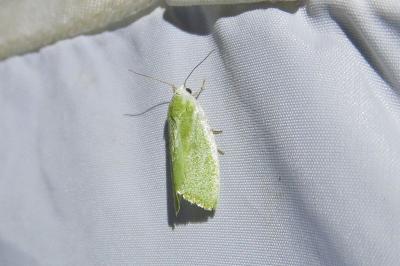 <i>Earias clorana</i>