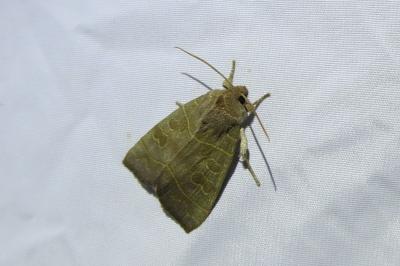 <i>Ipimorpha subtusa</i>