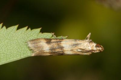 <i>Homoeosoma sinuella</i>