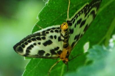 <i>Anania hortulata</i>
