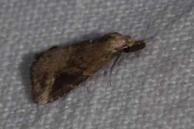 <i>Schrankia costaestrigalis</i>