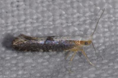 <i>Argyresthia spinosella</i>