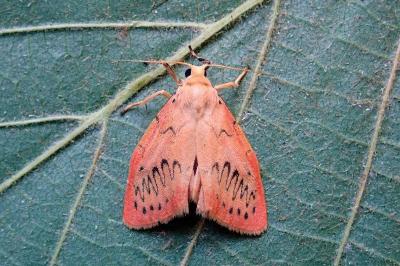 <i>Miltochrista miniata</i>