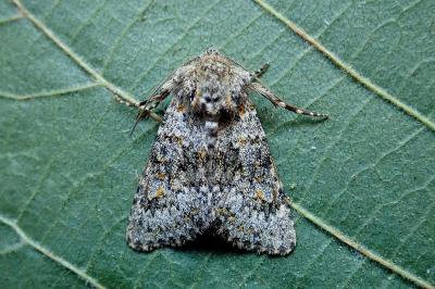 <i>Hecatera dysodea</i>