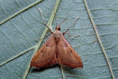 <i>Endotricha flammealis</i>
