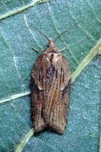 <i>Acleris hastiana</i>
