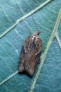 <i>Acleris hastiana</i>