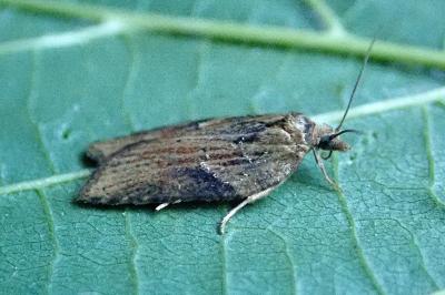 <i>Acleris hastiana</i>