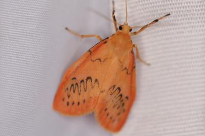 <i>Miltochrista miniata</i>
