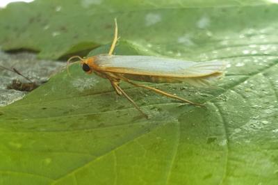 <i>Eilema caniola</i>