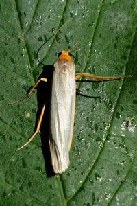 <i>Eilema caniola</i>