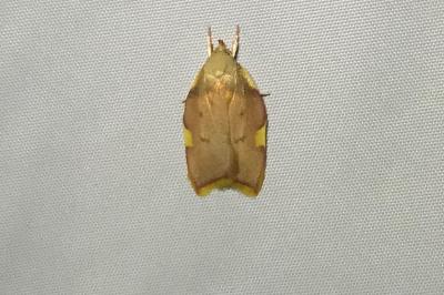 <i>Carcina quercana</i>