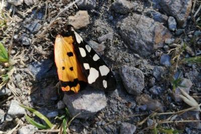 <i>Arctia villica</i>