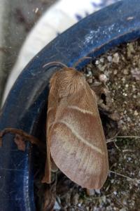 <i>Macrothylacia rubi</i>