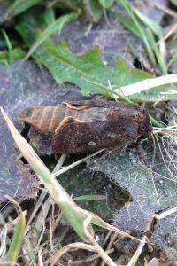 <i>Noctua pronuba</i>