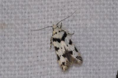 Pseudotelphusa scalella