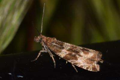 <i>Celypha cespitana</i>