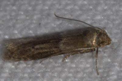 <i>Blastobasis phycidella</i>