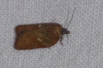 <i>Acleris hastiana</i>
