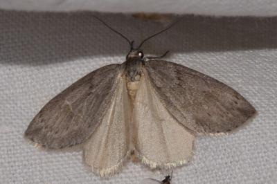 <i>Pachycnemia hippocastanaria</i>
