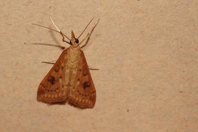 <i>Udea ferrugalis</i>