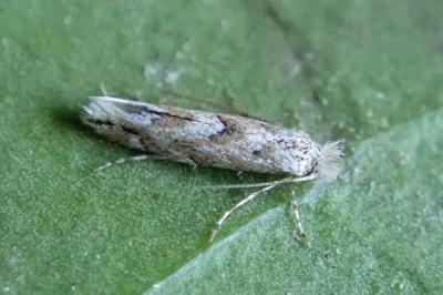 <i>Phyllonorycter</i>