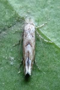 <i>Phyllonorycter</i>
