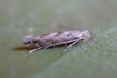<i>Phyllonorycter</i>