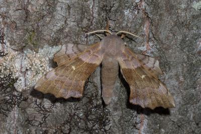 <i>Laothoe populi</i>