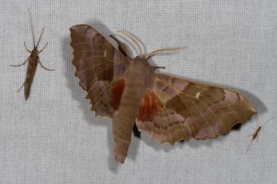 <i>Laothoe populi</i>
