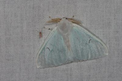 <i>Arctornis l-nigrum</i>