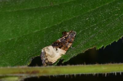 <i>Hedya nubiferana</i>