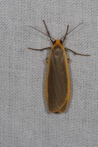 <i>Nyea lurideola</i>