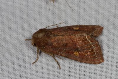 <i>Lacanobia oleracea</i>