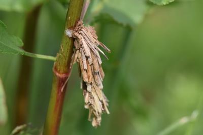 <i>Canephora hirsuta</i>