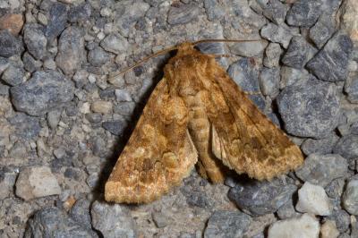 <i>Conisania luteago</i>