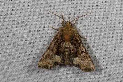 <i>Oligia strigilis</i>
