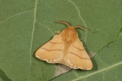 <i>Malacosoma neustria</i>