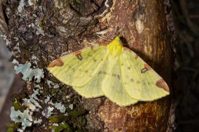 <i>Opisthograptis luteolata</i>
