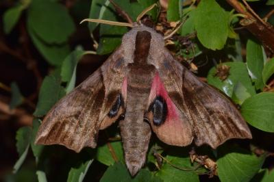 Smerinthus ocellatus