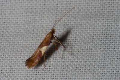 <i>Caloptilia stigmatella</i>