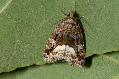 <i>Deltote pygarga</i>