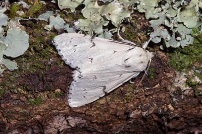 <i>Acronicta leporina</i>