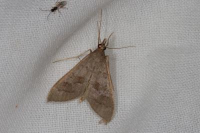 <i>Mecyna asinalis</i>