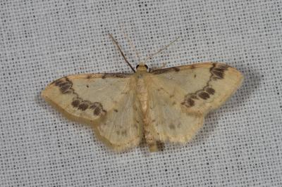 <i>Idaea trigeminata</i>