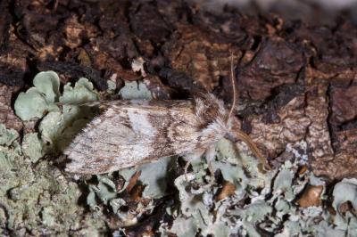 <i>Drymonia dodonaea</i>