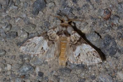 <i>Drymonia dodonaea</i>